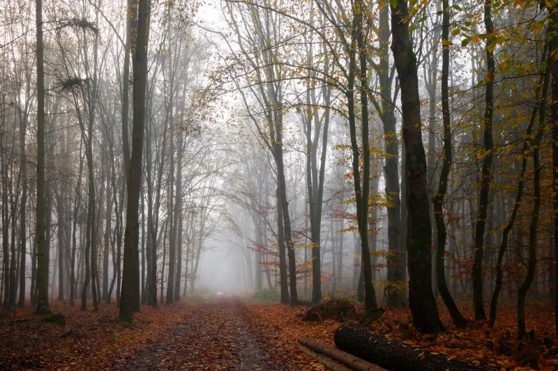 Where the Trees Hold Silence: How Europe's Ancient Woodlands Are Calling American Minds Back to Rest